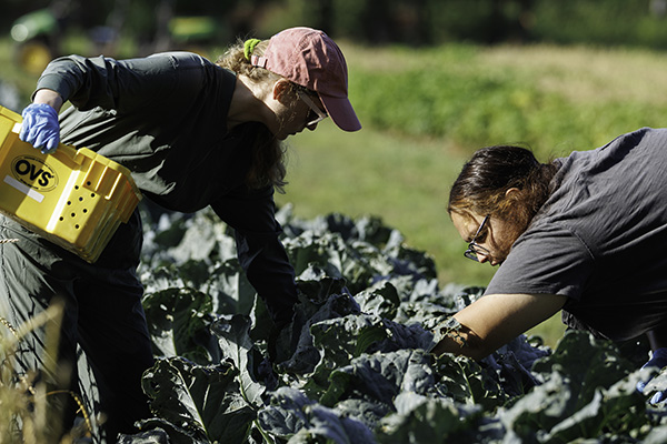 Two students harvest vegetables at the OSU Student Farm.