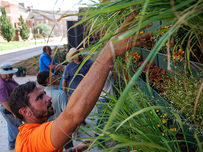 Installing plants on living plant wall
