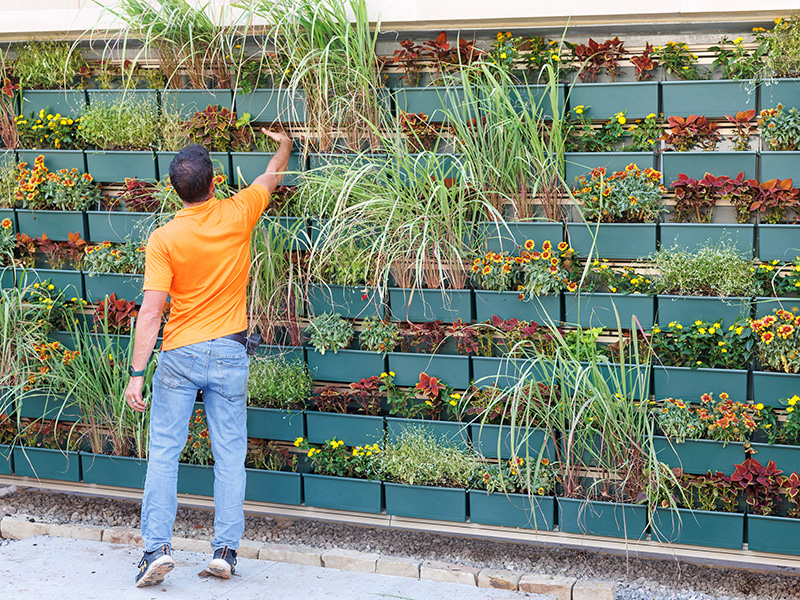 Living plant wall